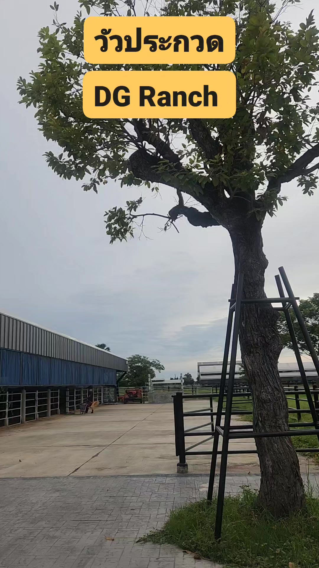 วัวประกวด DG Ranch เกือบ 30 ตัว พร้อมลุยศึกในอีกไม่กี่เดือนนี้ ...