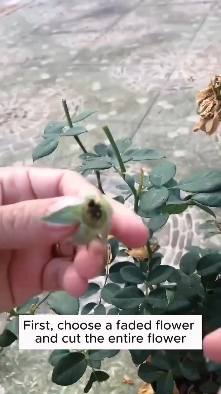 Simple Rose Extraction at Home! 1. Take fresh rose petals and wash them ...