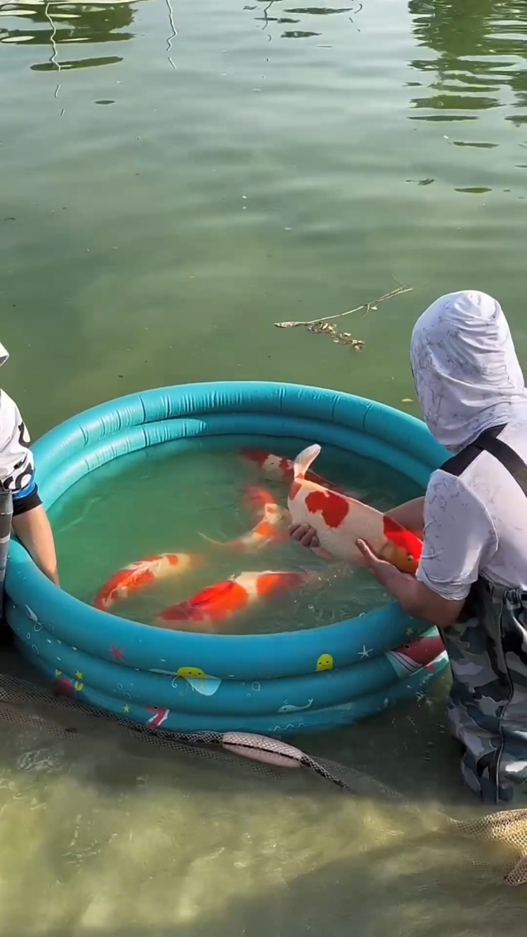 Unlike common pond fish, koi are prized for their unique beauty and ...