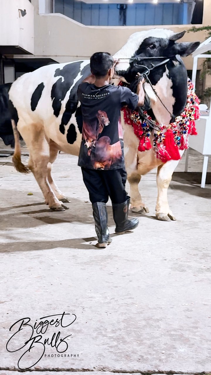 Hefty holstein bull wearing a gorgeous decorative garland | Biggest ...