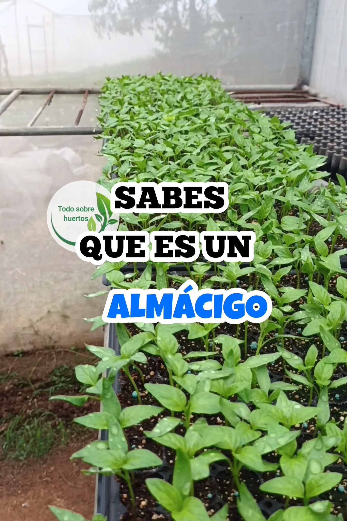 Sabes Qué es un almácigo | Todo sobre huertos | Facebook