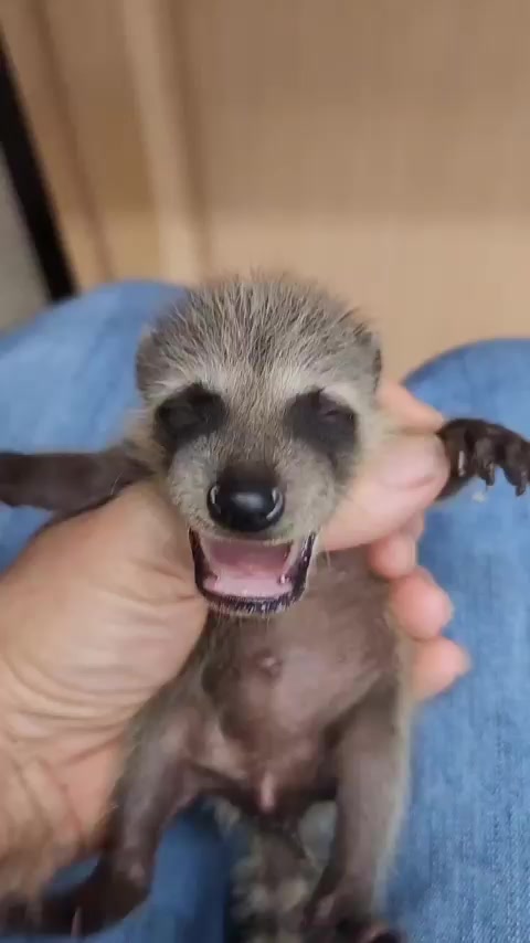 Newest #hurricaneian2022 survivor tiny 1 1/2 week old baby raccoon. ( I ...