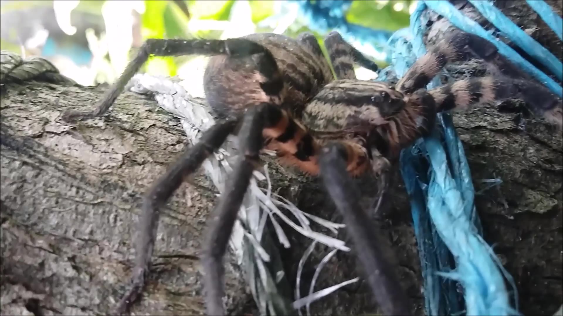Araña atigrada #ARAÑAS #aracnidhae #faunasilvestre #aracnidos # ...