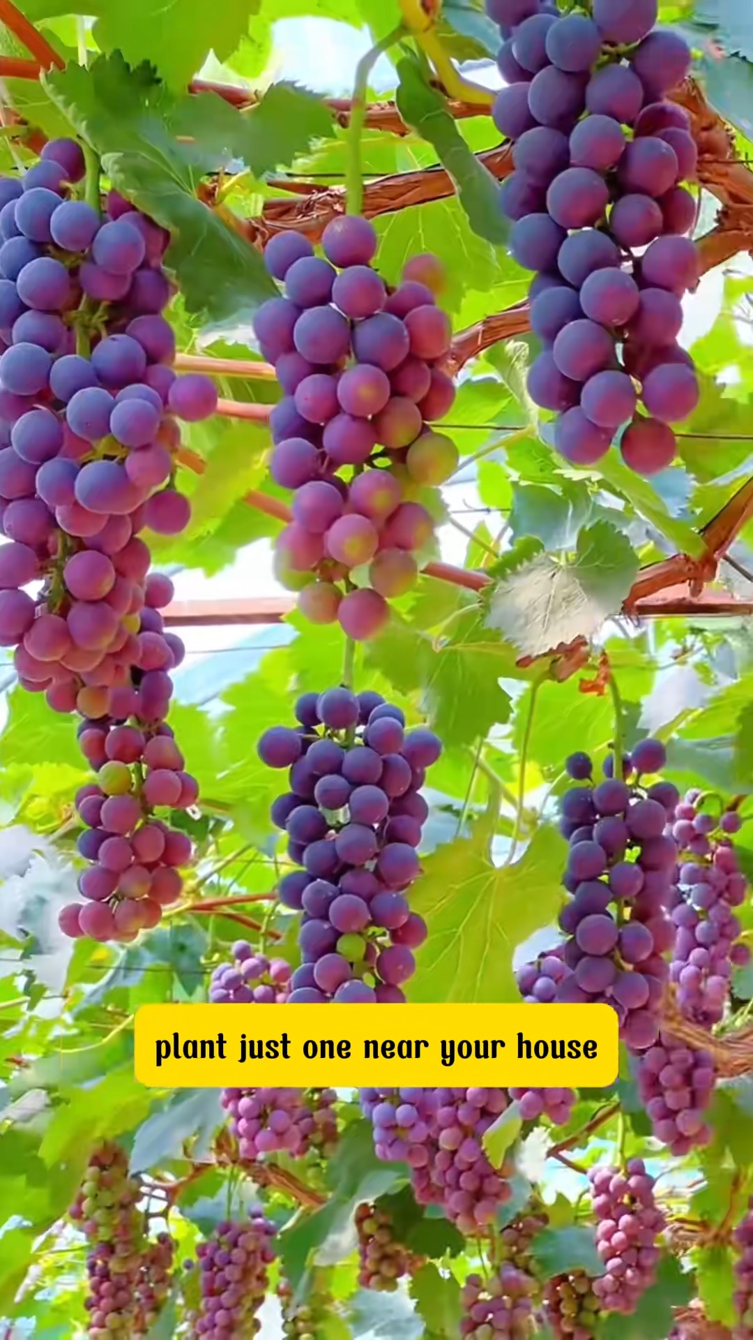 This call grape | SRK | Facebook