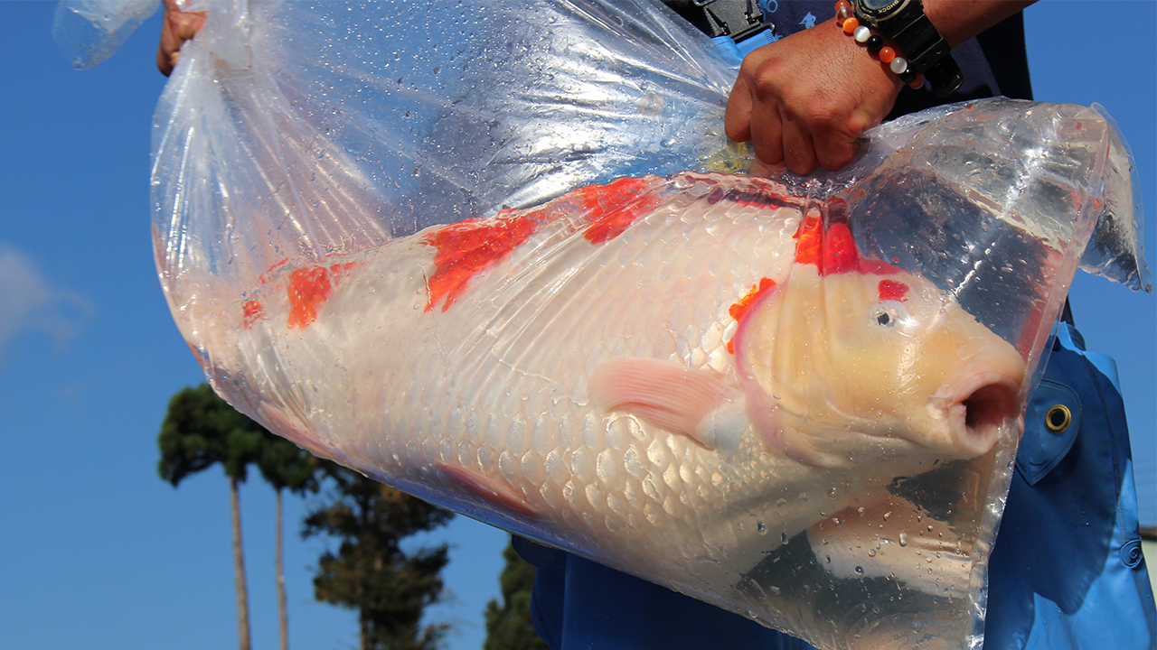In this documentary I take you to Japan. The National Fish of Japan ...