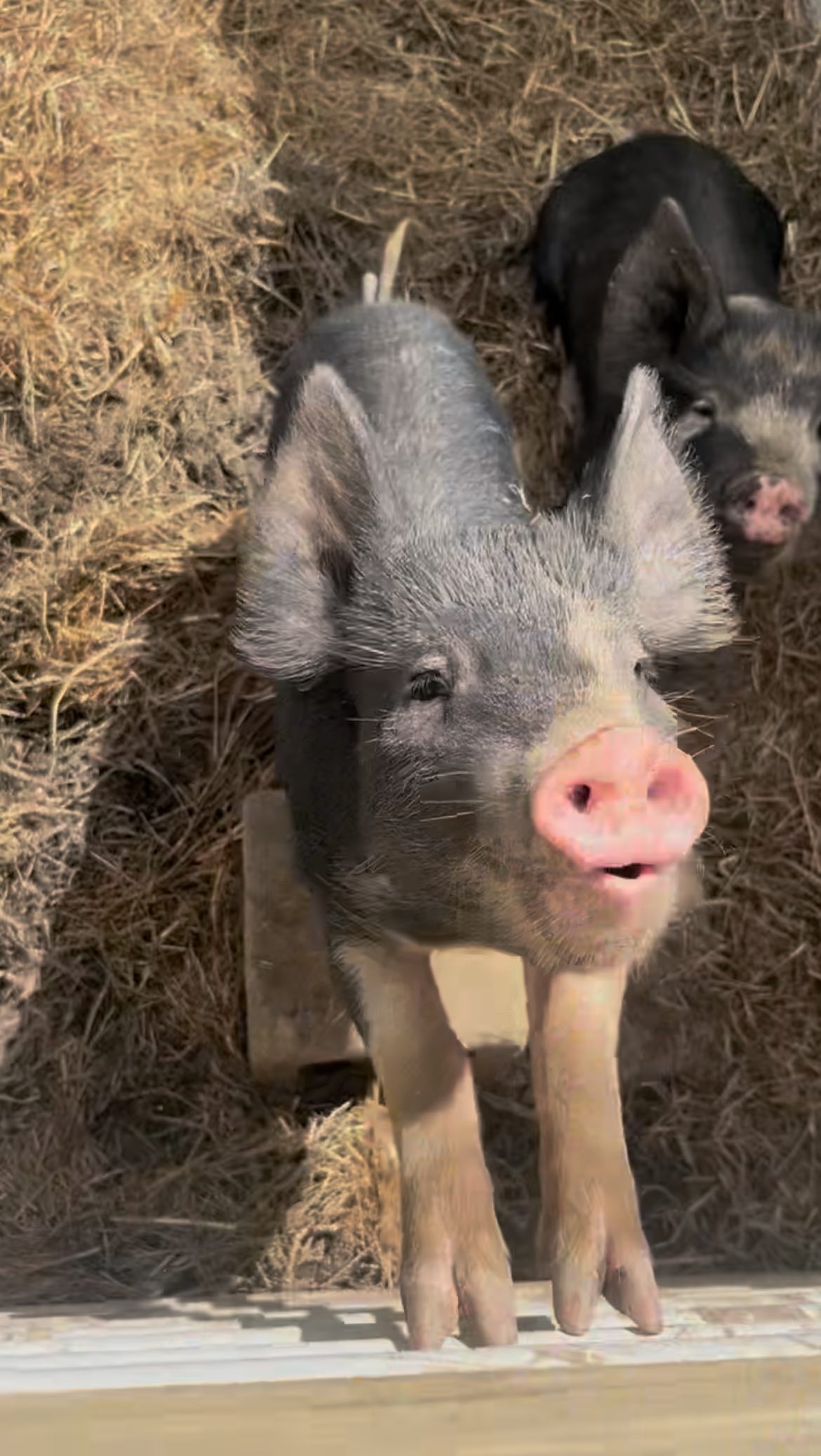 Tuki Ranch was born when we wanted to return to our farming roots ...