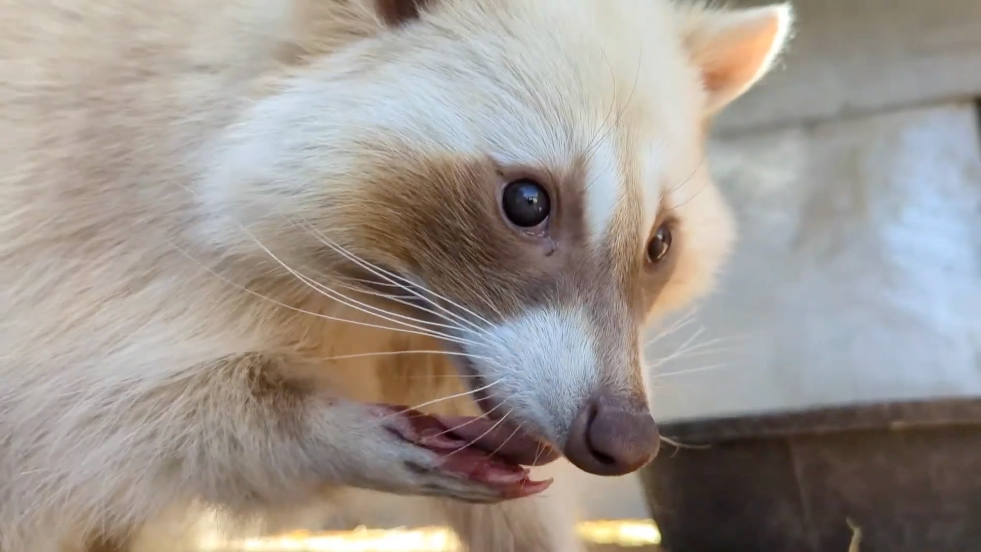 🦝 Meet Cashew and Pecan, our leucistic raccoon sisters who call Harmony ...