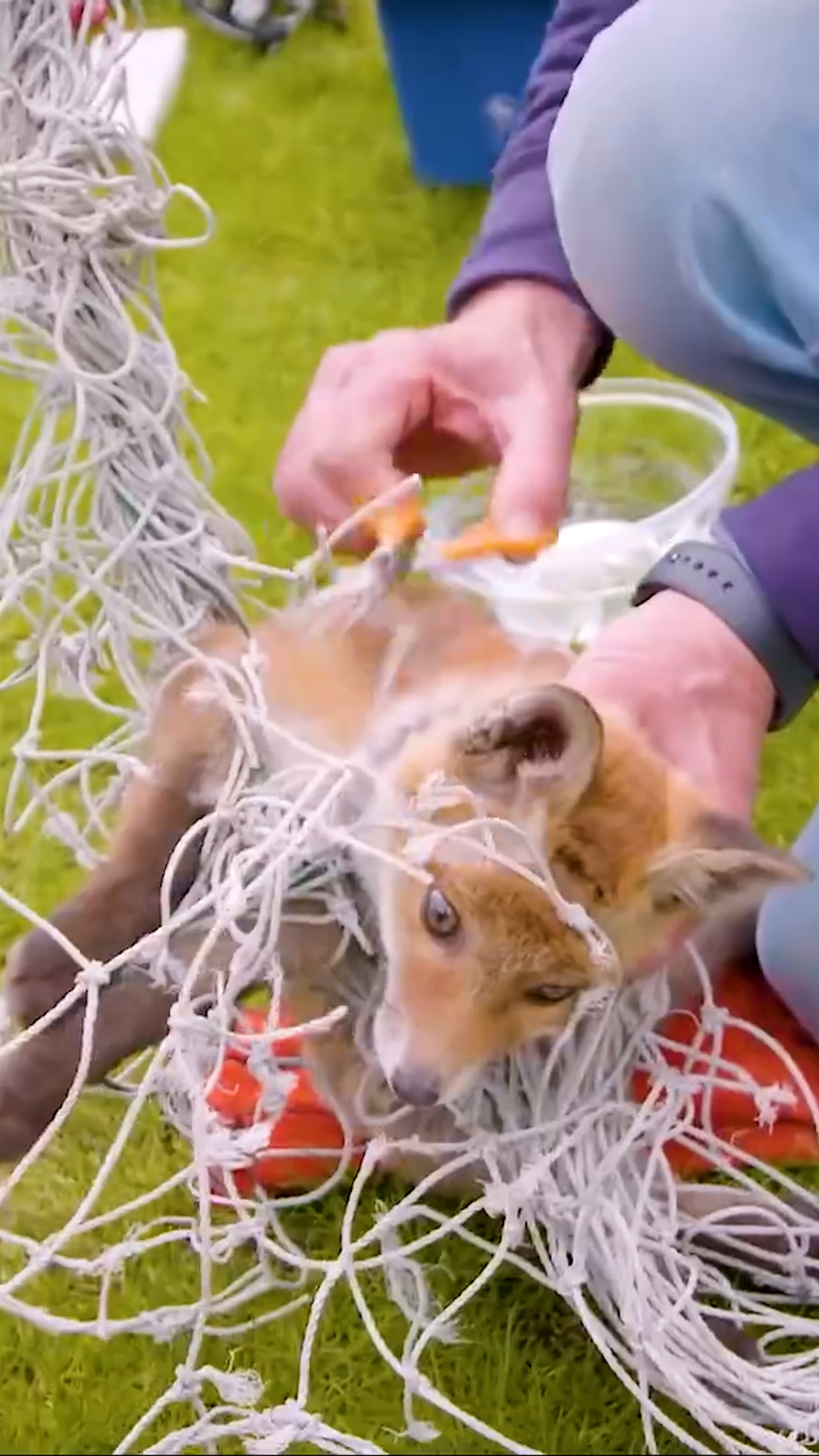 Watch him meet his new family in rehab — and all go back to the wild ...