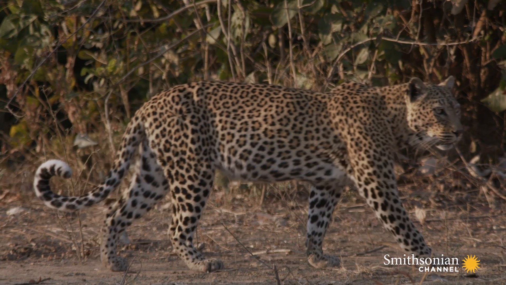 It’s time for Malika the leopard to take her cub on a hunt and to teach ...
