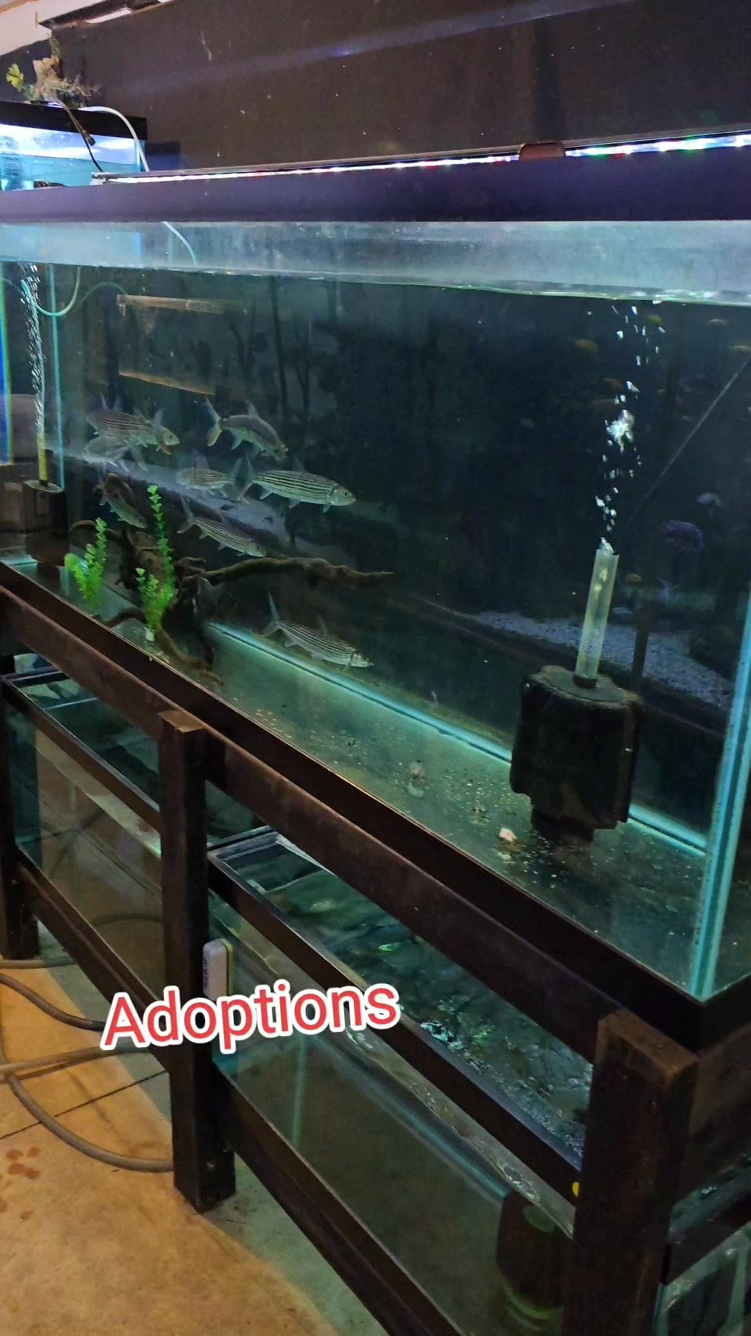 Ohio Fish Rescue | Strongsville OH