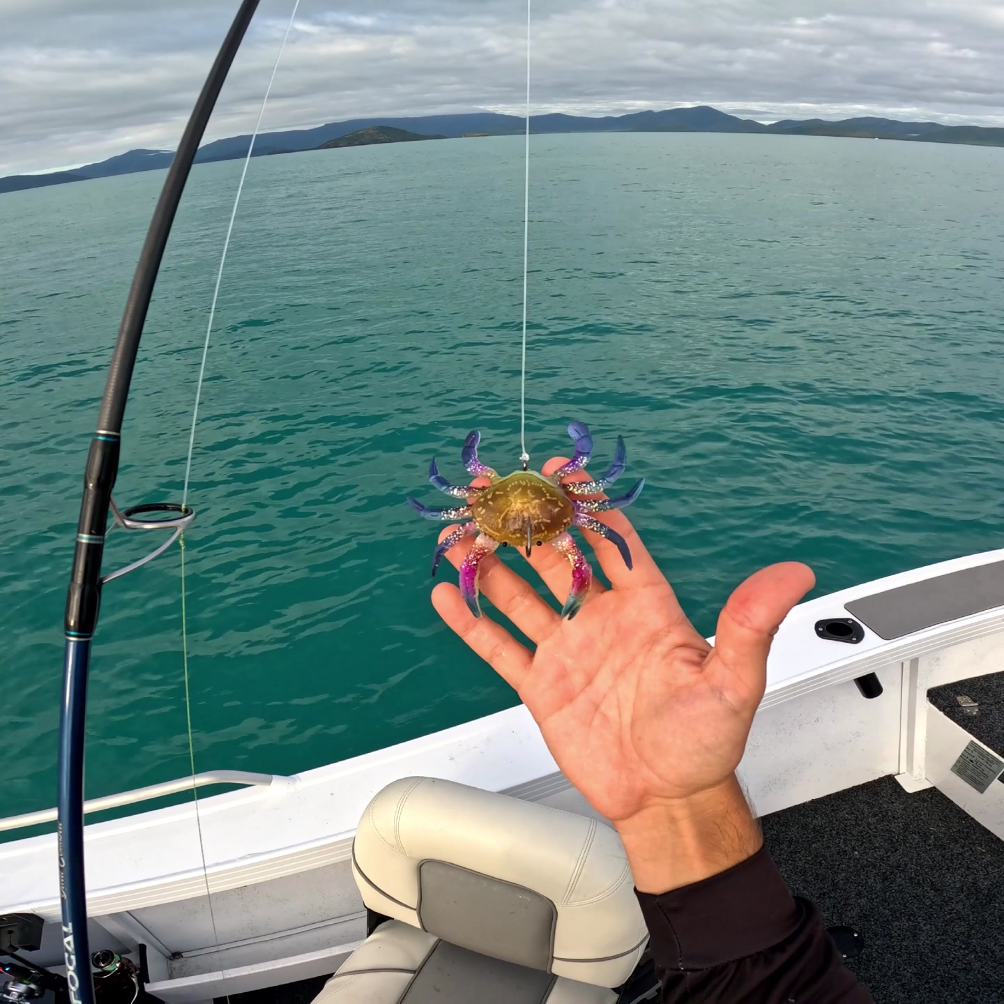 fish candy smash crab lure 3.5 inch Grubs  Baits pulsating swimming action Your Complete Guide to Crabs