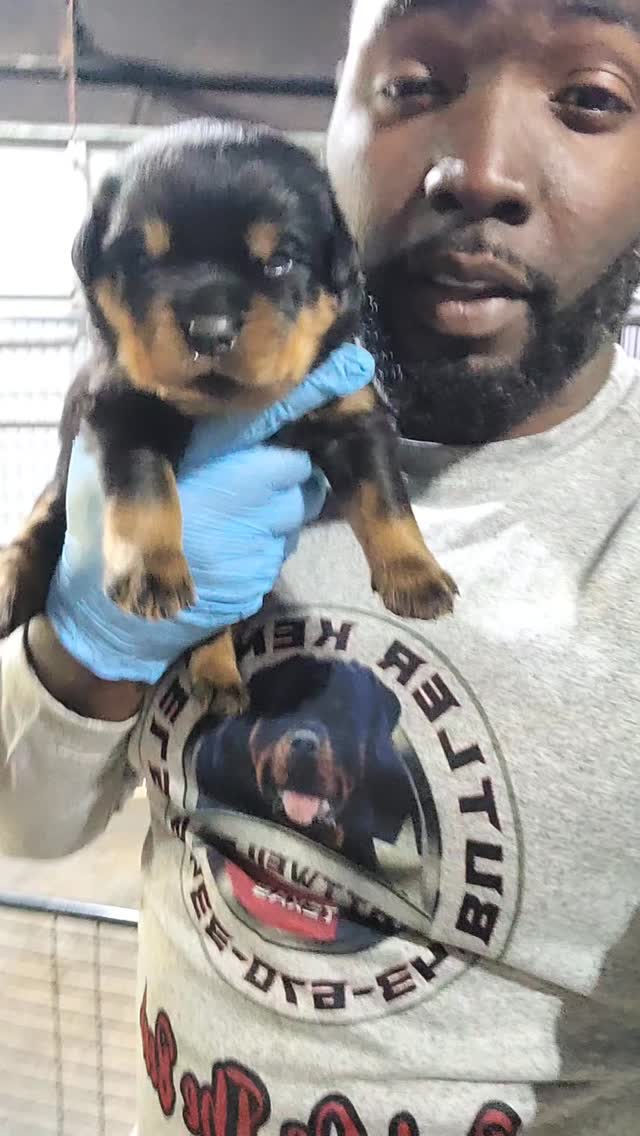 Butler Kennels Rottweilers | Gatesville TX