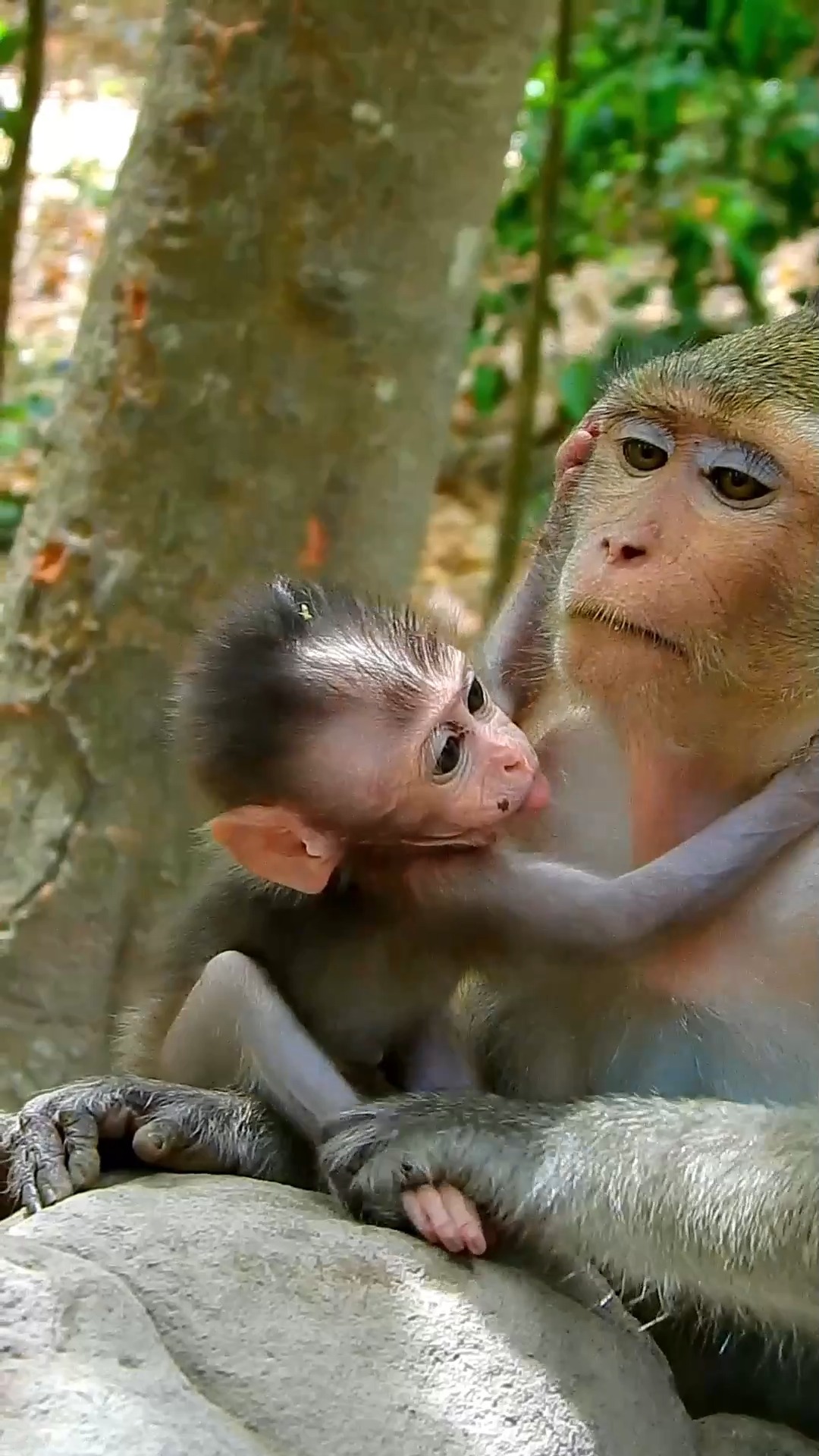 Rare chance to see all-white baby monkey | NHK WORLD-JAPAN | Facebook
