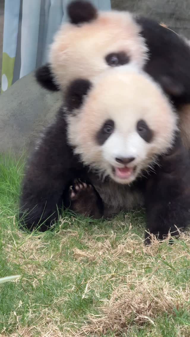 My heart is full #panda #giantpanda #pandas #pandagram #pandalover # ...
