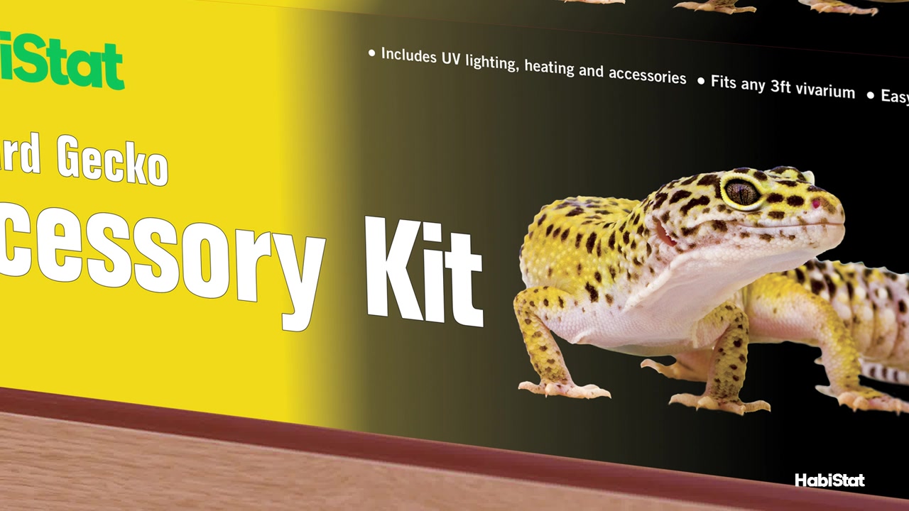 For adult Leopard Geckos, a larger 3ft+ vivarium is needed and the ...