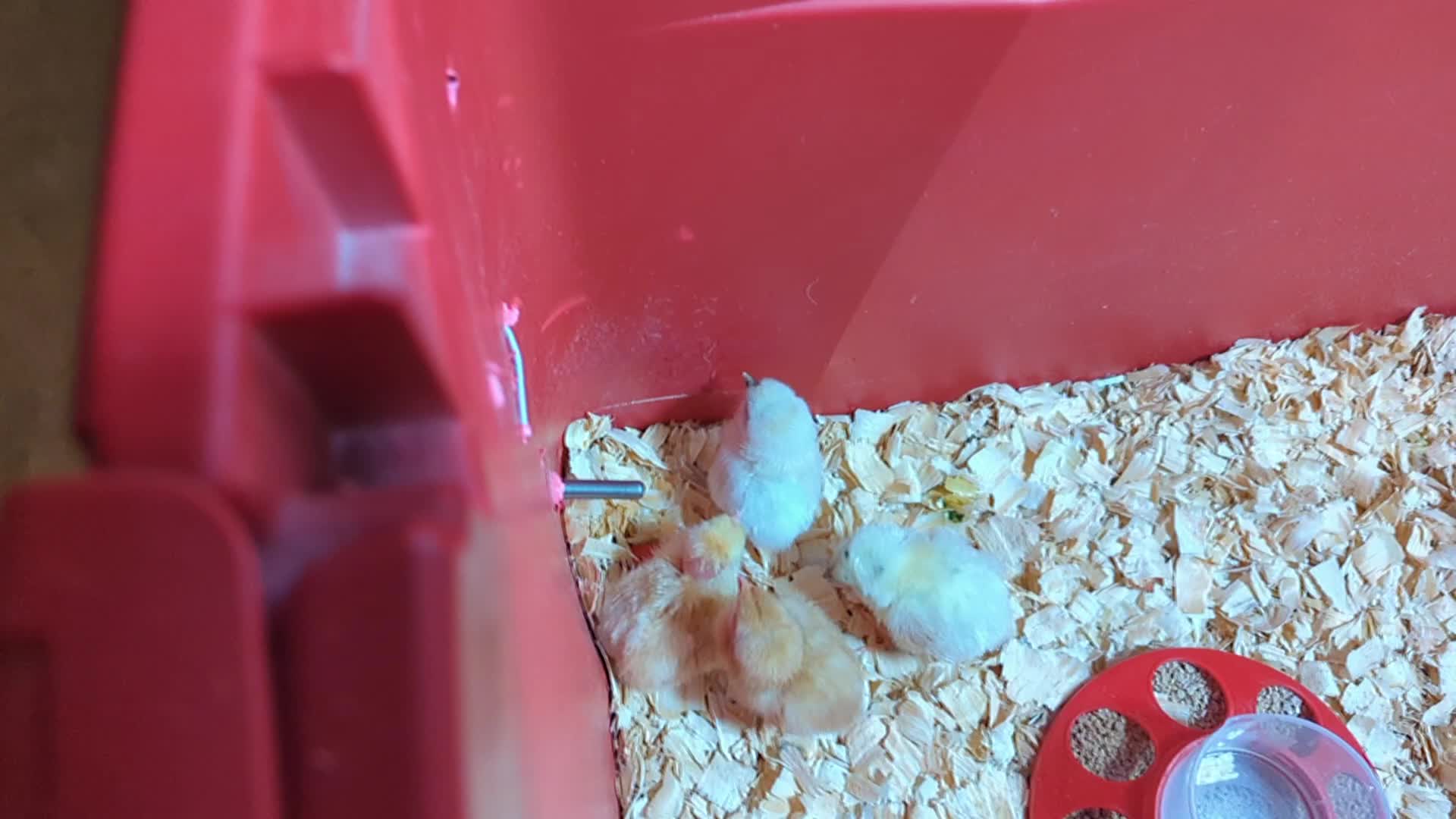 View of How I tesch my chicks to drink from a water bottle 😊 | How I teach my ...