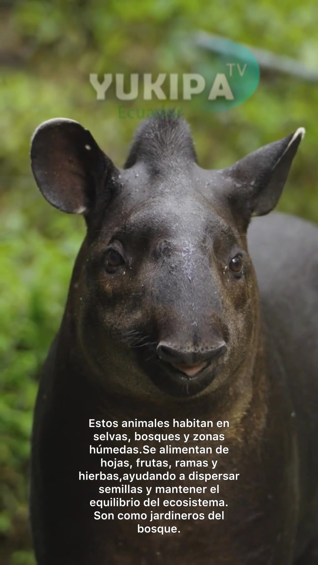 ¿Sabías que el tapir, o adanta, es uno... - Yukipa Tv Ecuador | Facebook