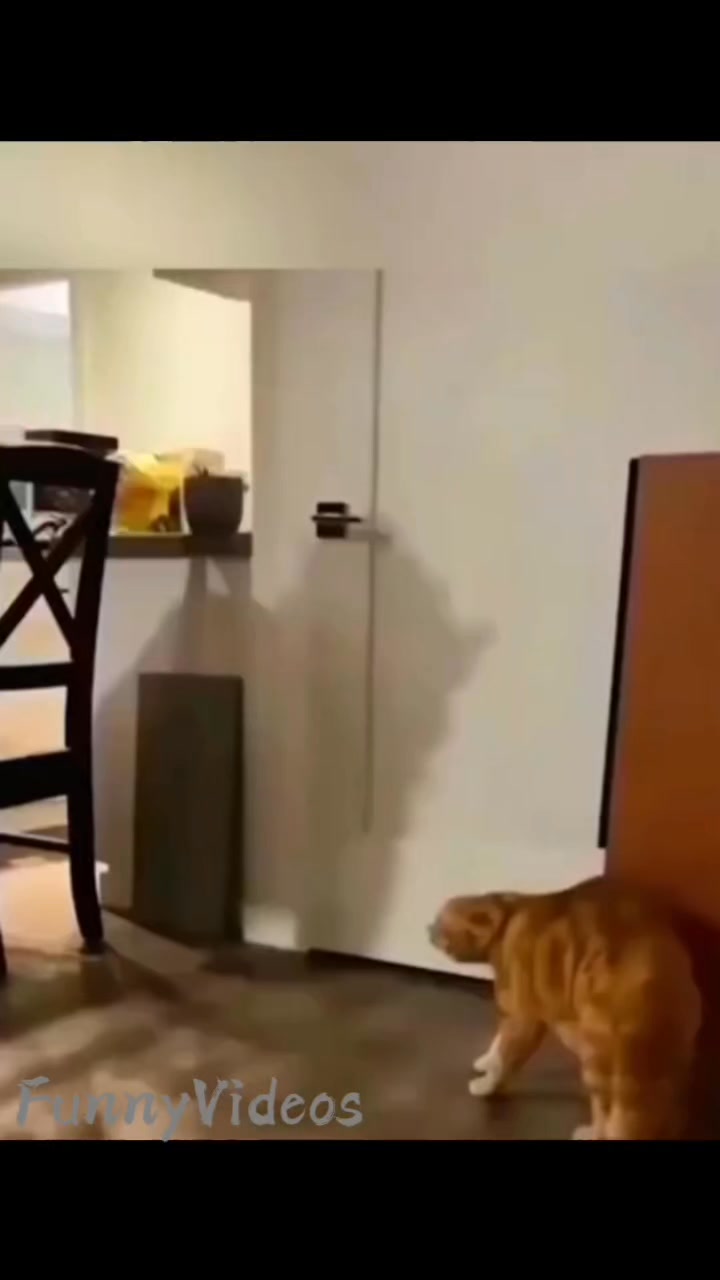 Angry Cat 😿 #fypシ゚viralシ #catoftiktok #funnymoments #funnyreels # ...