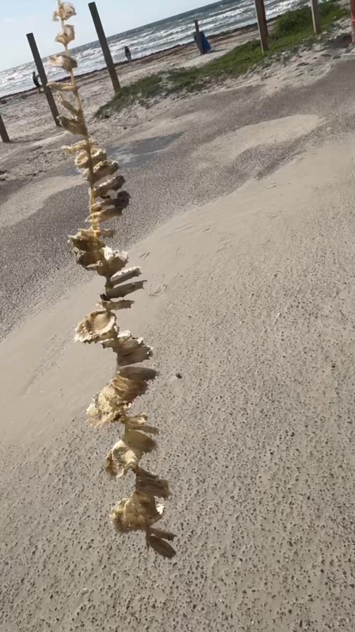 First time find for us! Lightning Welk Pod. Each little circle Is ...