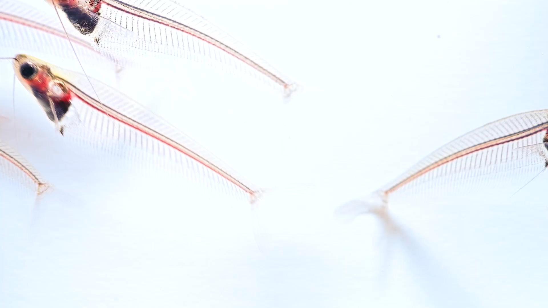 The skin cells of glass catfish don’t carry color, making these fish ...