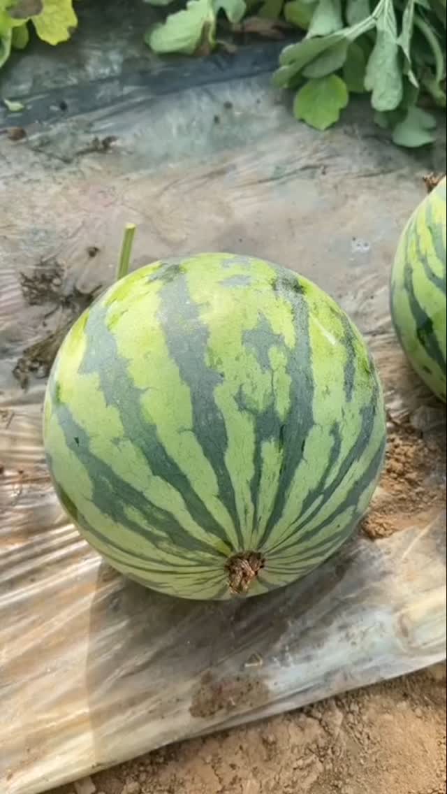 🍉🔊🤤 | Biranda Doğa | Facebook