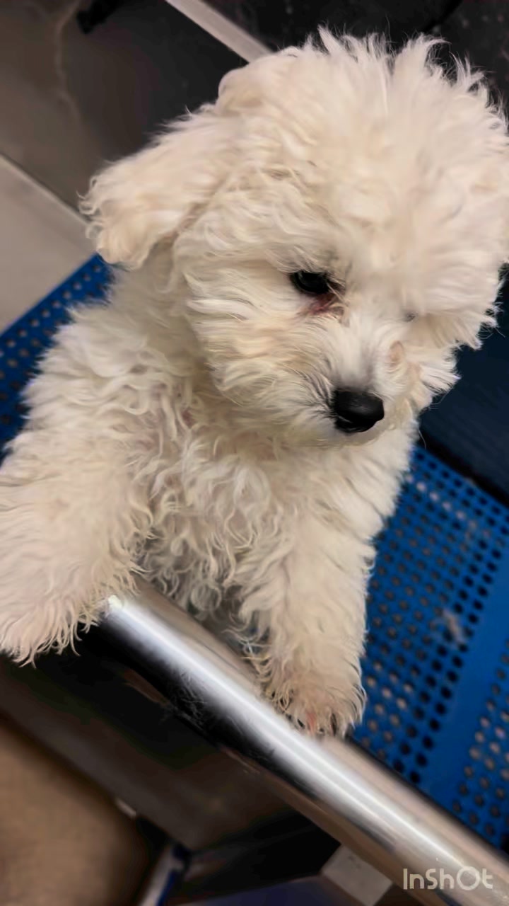 More cuteness overload! And, a good reminder that getting your puppy ...