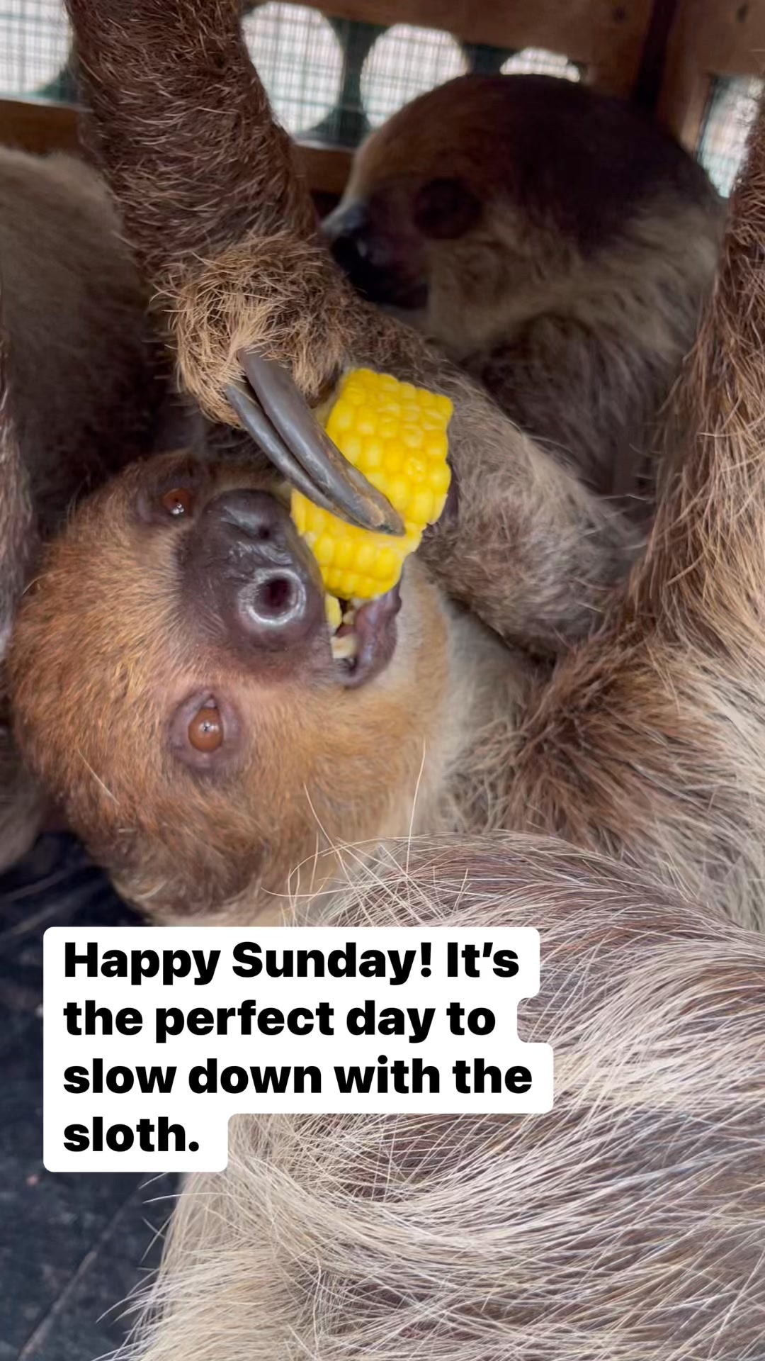 Happy Sunday! It’s the perfect day to slow down with the sloth. The ...