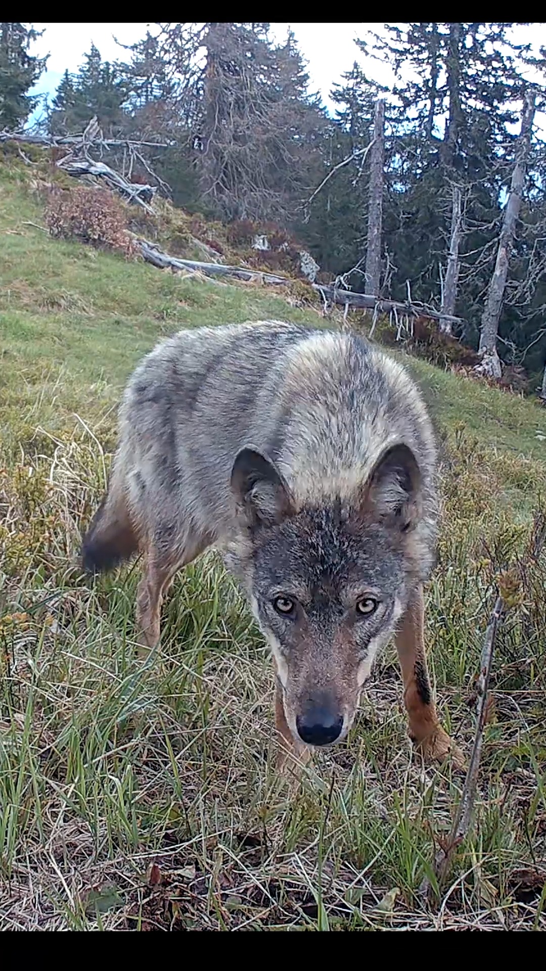 vlk , wolf from Slovakia #wild #wildlifephotography #nationalpark # ...