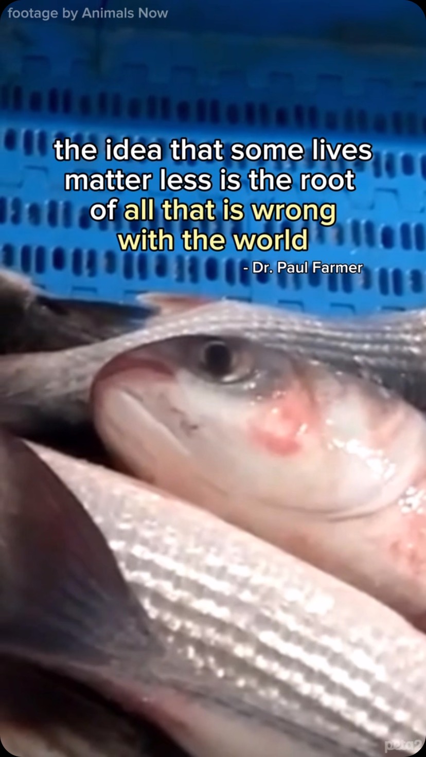 fish slowly SUFFOCATE when they’re out of water! whether they’re “wild ...