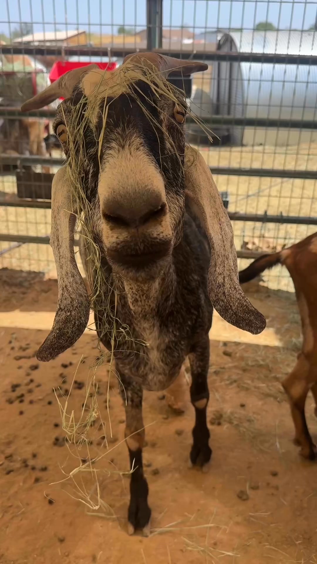 🐐🐦VIDEO HOGS! Did you know animals, too, like to be the center of ...