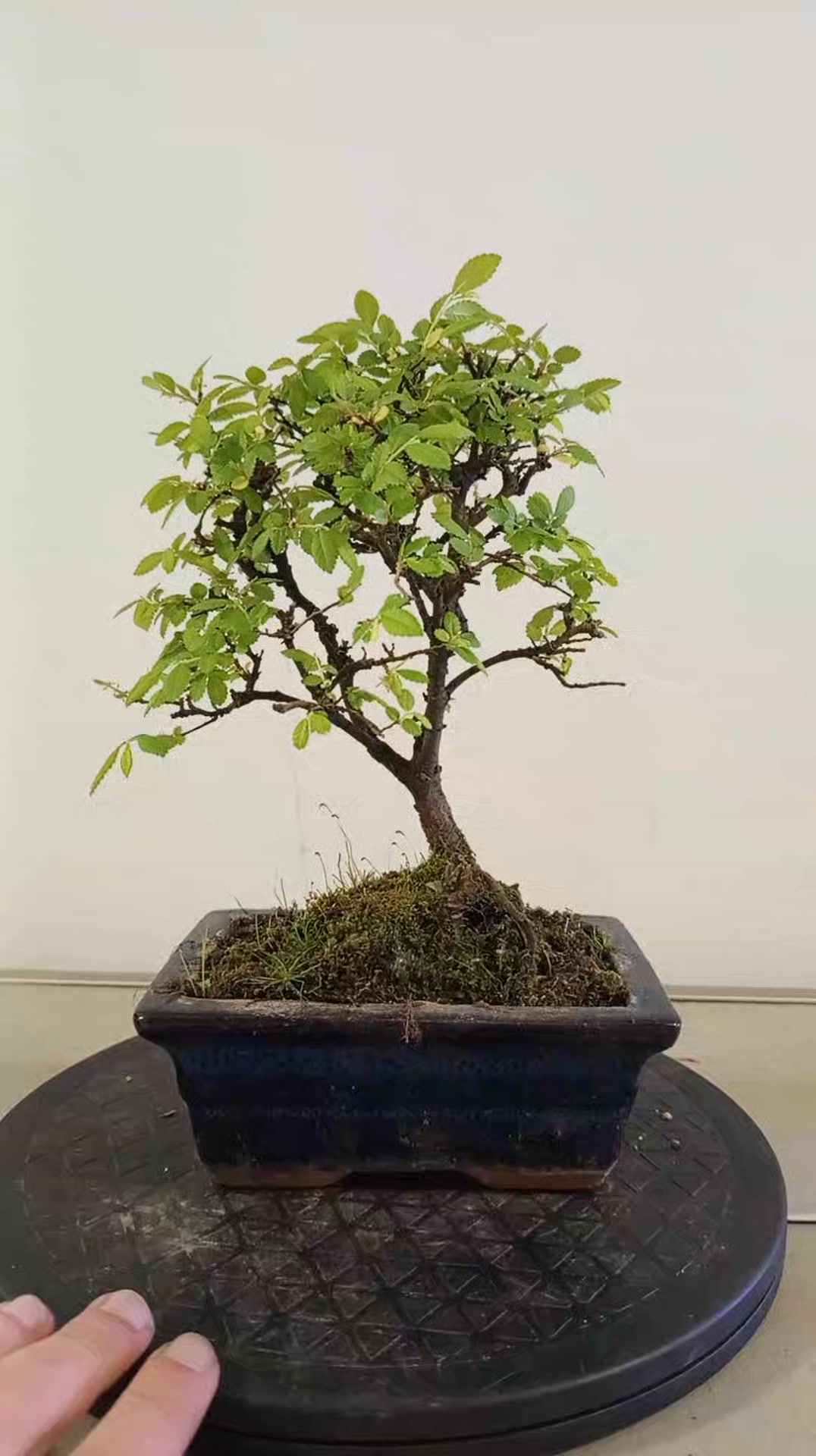 Mizoon Bonsai | Maia
