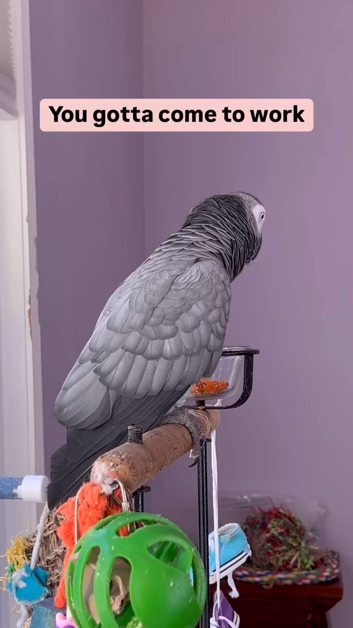 Dad keeps working, but I have better things to be doing…BYEEEEEEEE ️🦜😆# ...