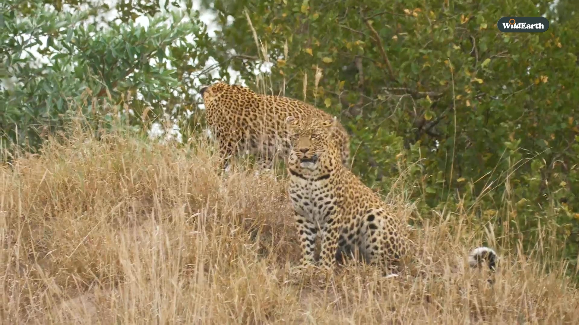 Happy International Leopard Day! Today, we celebrate the strength, the ...