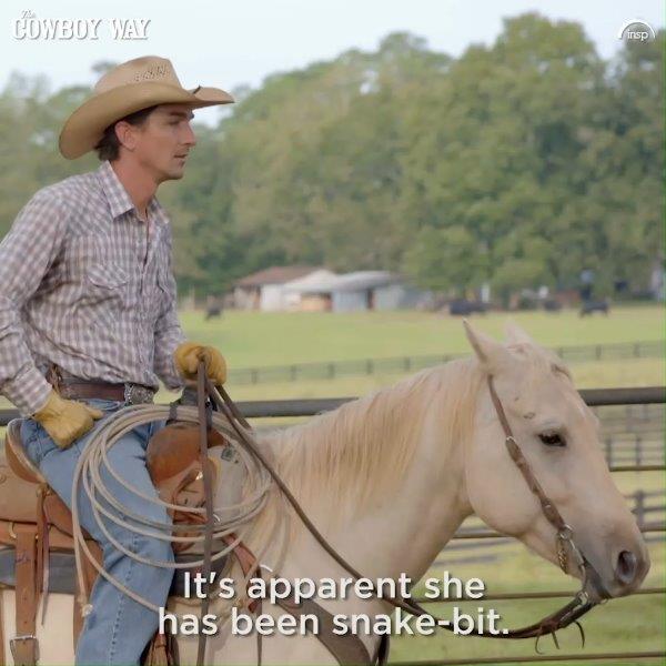 Snake Bit | The Cowboy Way | Just another day in the cattle business. 🐍 ...