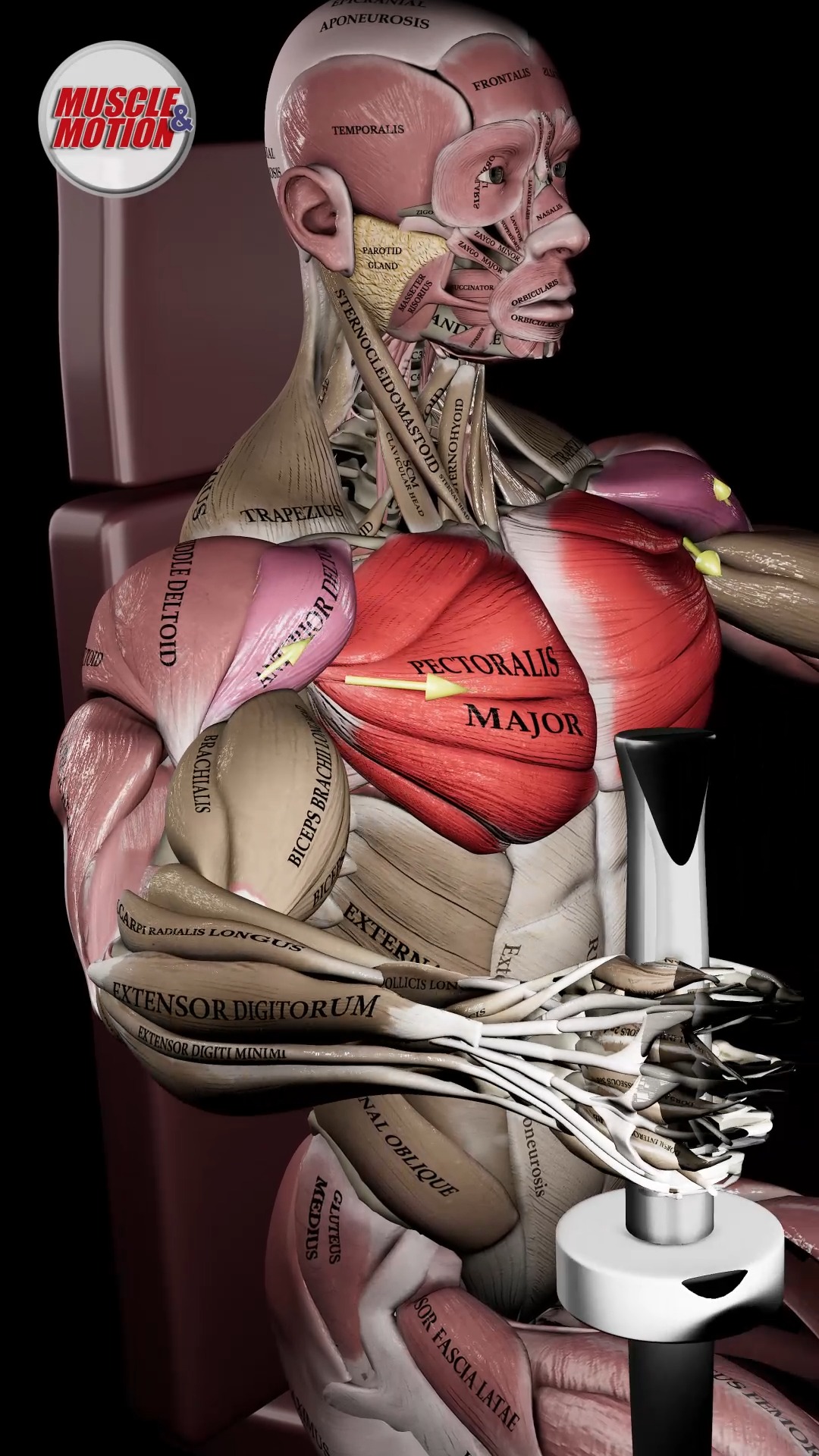Pec Deck Fly: Watch Your Chest Muscles in Motion! 🔥 Our state-of-the ...