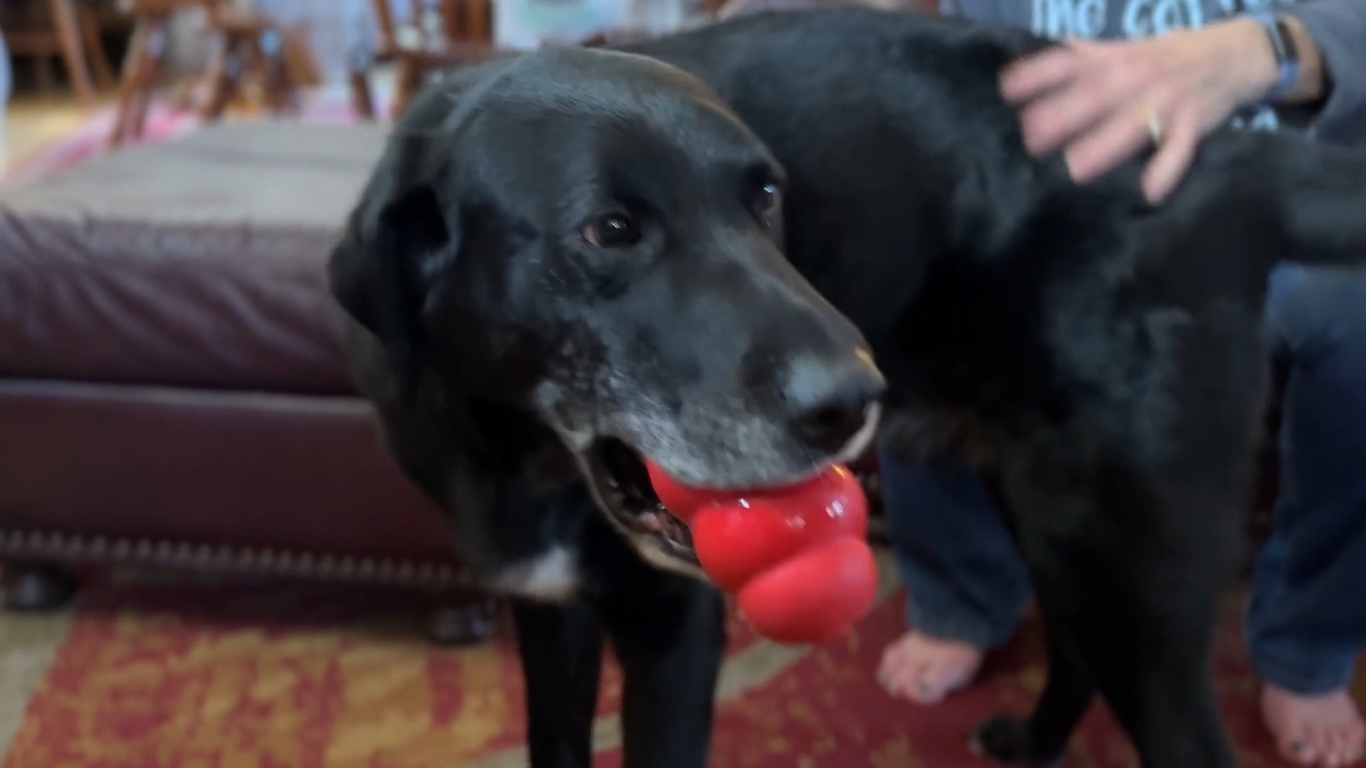 Meet Rigatoni, an 8-year-old Lab Retriever who's been on a journey of ...