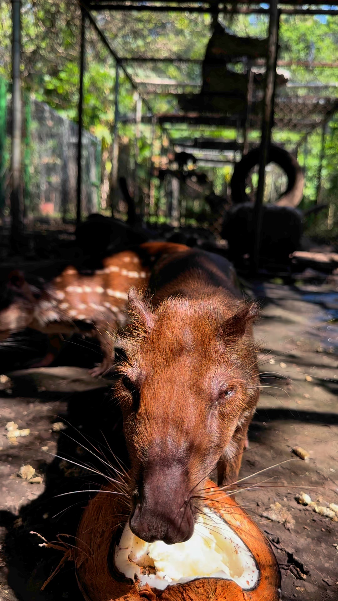 Paca #animales | BioJairzinho | Facebook