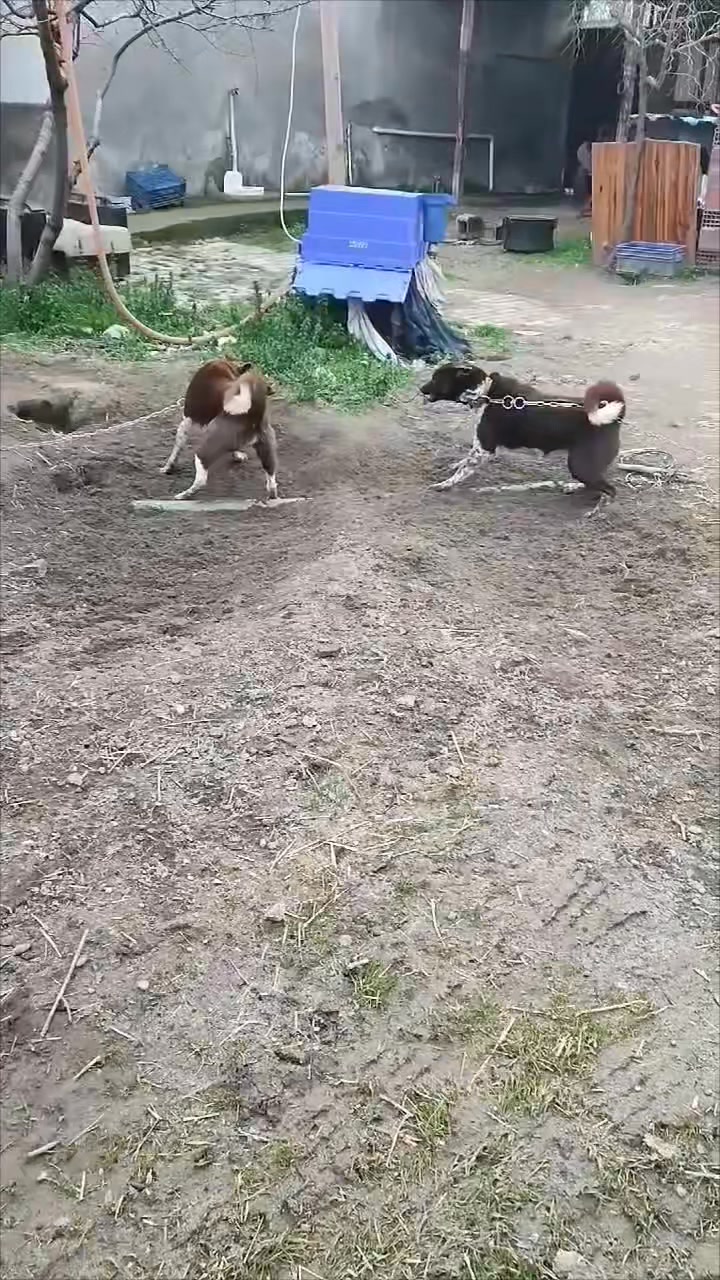 Trabzon Zerdeva Köpeği Derneği