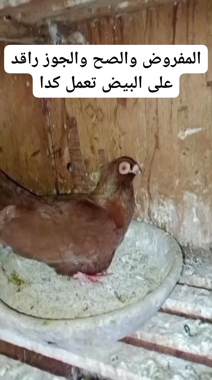 المفروض والصح أن القص و هوا راقد على البيض تعمل كدا #متابعين_ماكو ...