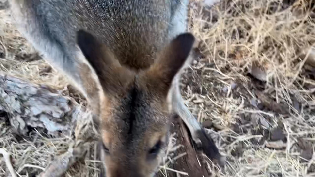 Wispy, our Red-necked Wallaby loves the fallen tree hideout to sleep ...