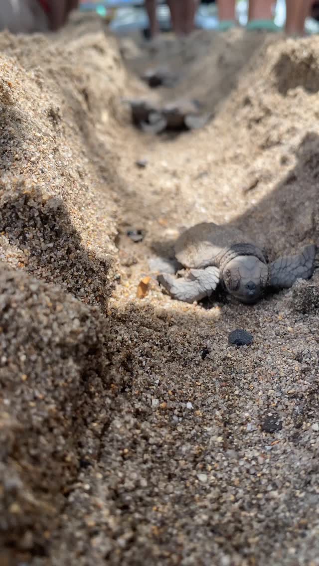 Hawksbill sea turtle hatchlings (Eretmochelys imbricata) are tiny ...