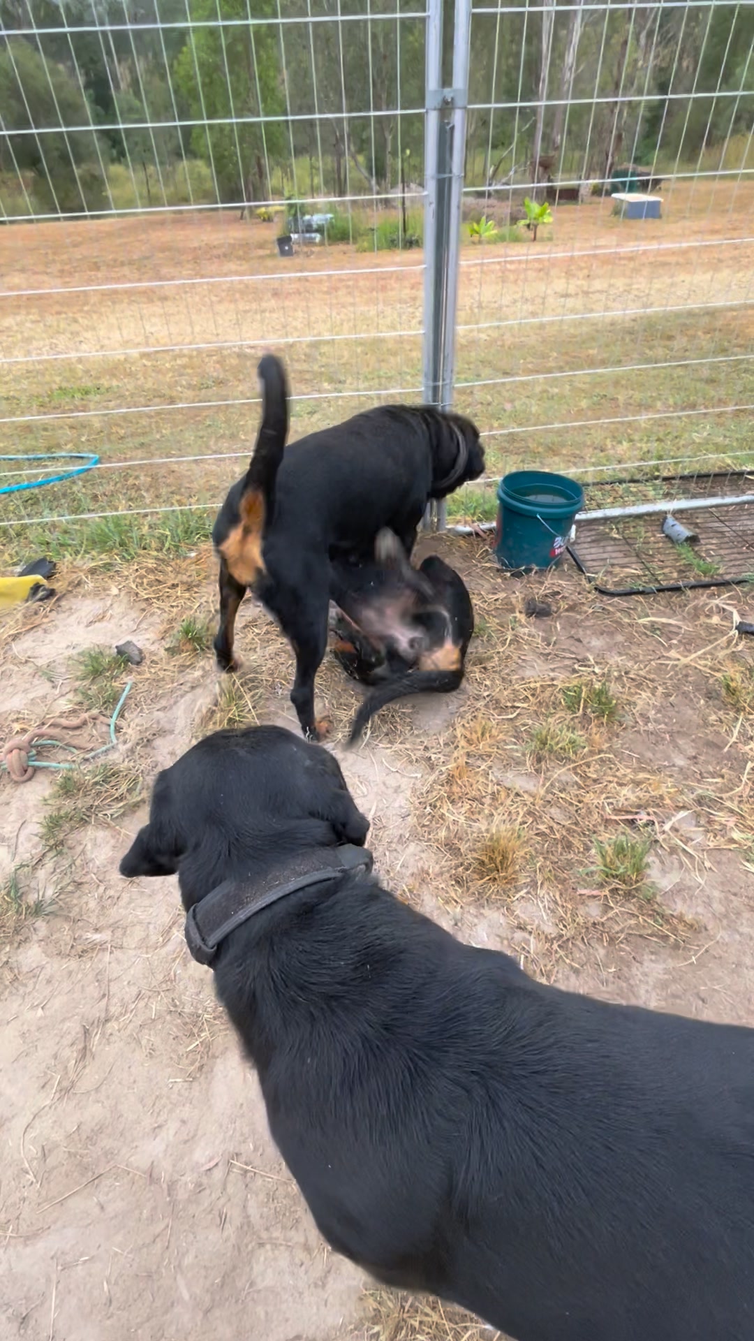 They’ve had enough of you Kira 🤣 | Growler Rottweilers