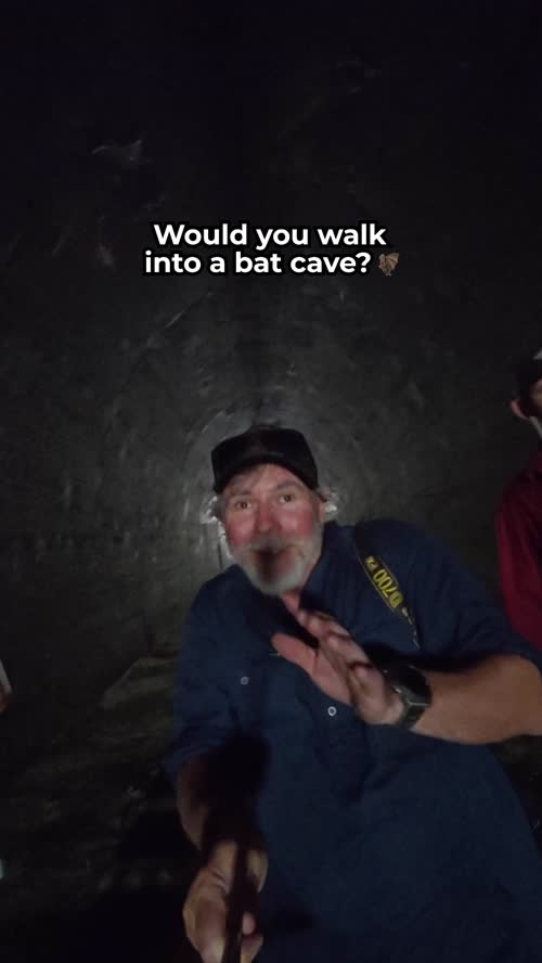 Would you do it? 🦇 Graham's bat cave infatuation continues this week on ...