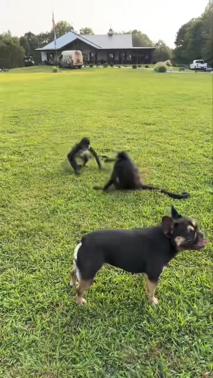 Can’t wait to be back outside with the monkeys rolling and flipping 💜 ...