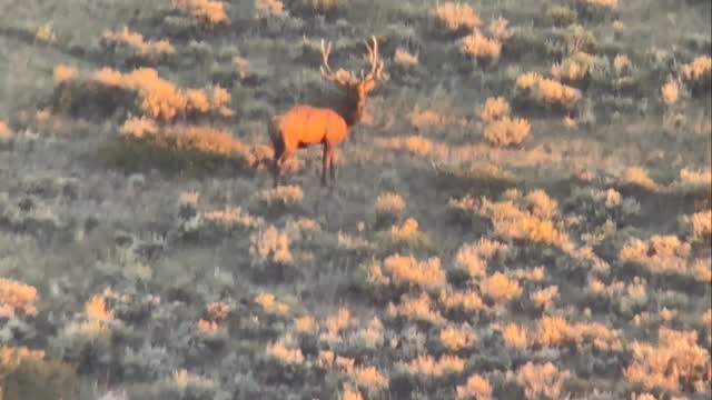 This bull is super long, so many encounters but never got inside 60 ...
