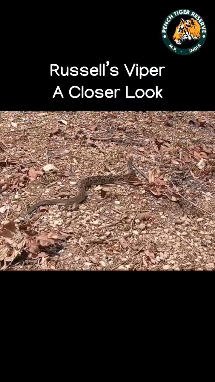 Meet The Russell's Viper, one of the most well-known venomous