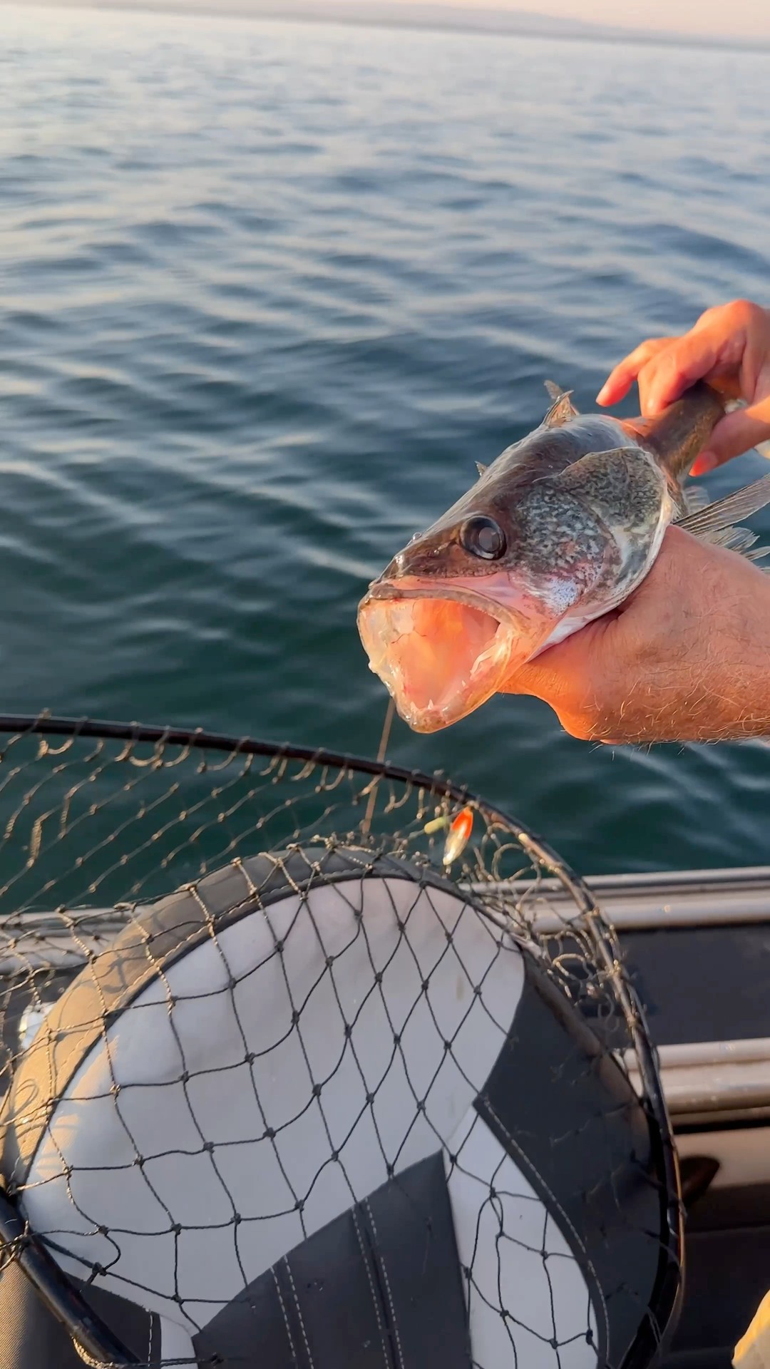 cummings walleye fishing net L-24 Landing The Walleye Tournament Net features a super strong Best landing net for Lake