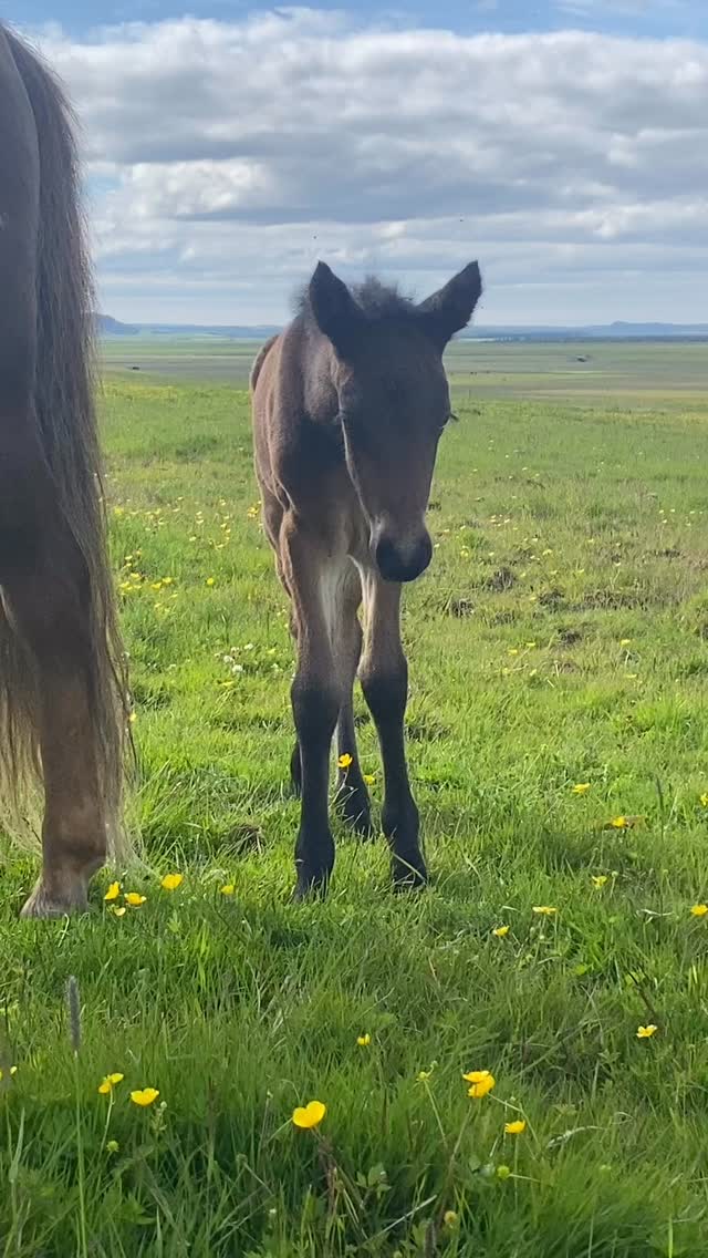 🇮🇸🇸🇪🇬🇧 🇮🇸 Nỳkastað folald frá vinum okkar í Silfurmýri. Þvílík fegurð 😍 ...