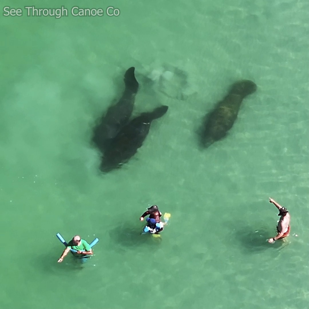 Tourists at the beach in Florida get startled when a manatee bumps into ...