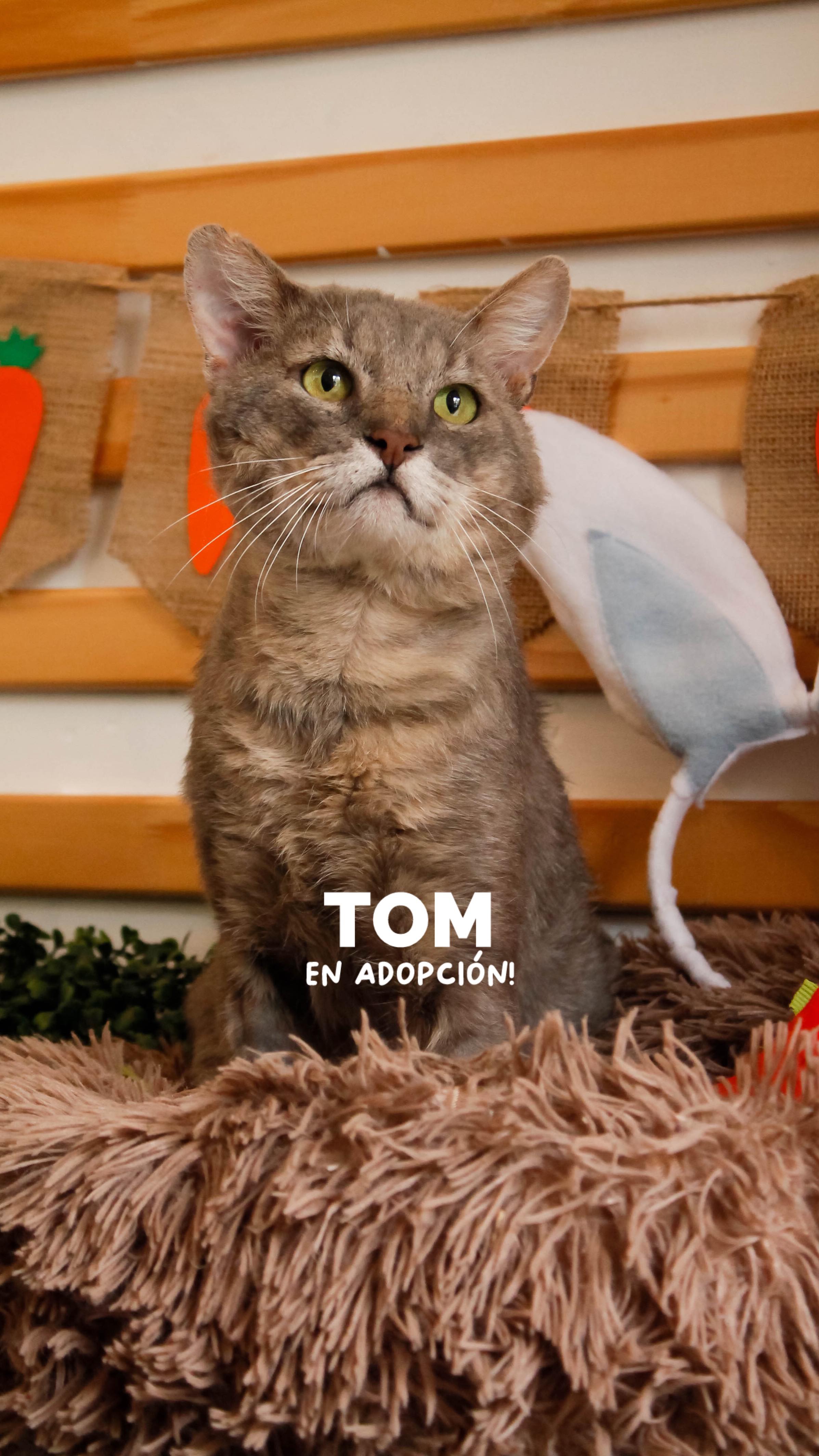 Si tu día se pone feo, no te preocupes porque hay un Tom esperándote ...